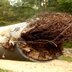 How Do Tree Roots Affect Drains and What’s the Solution